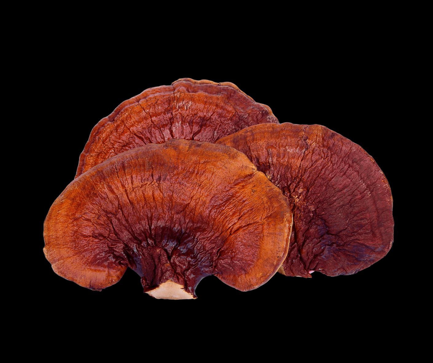 Reishi
