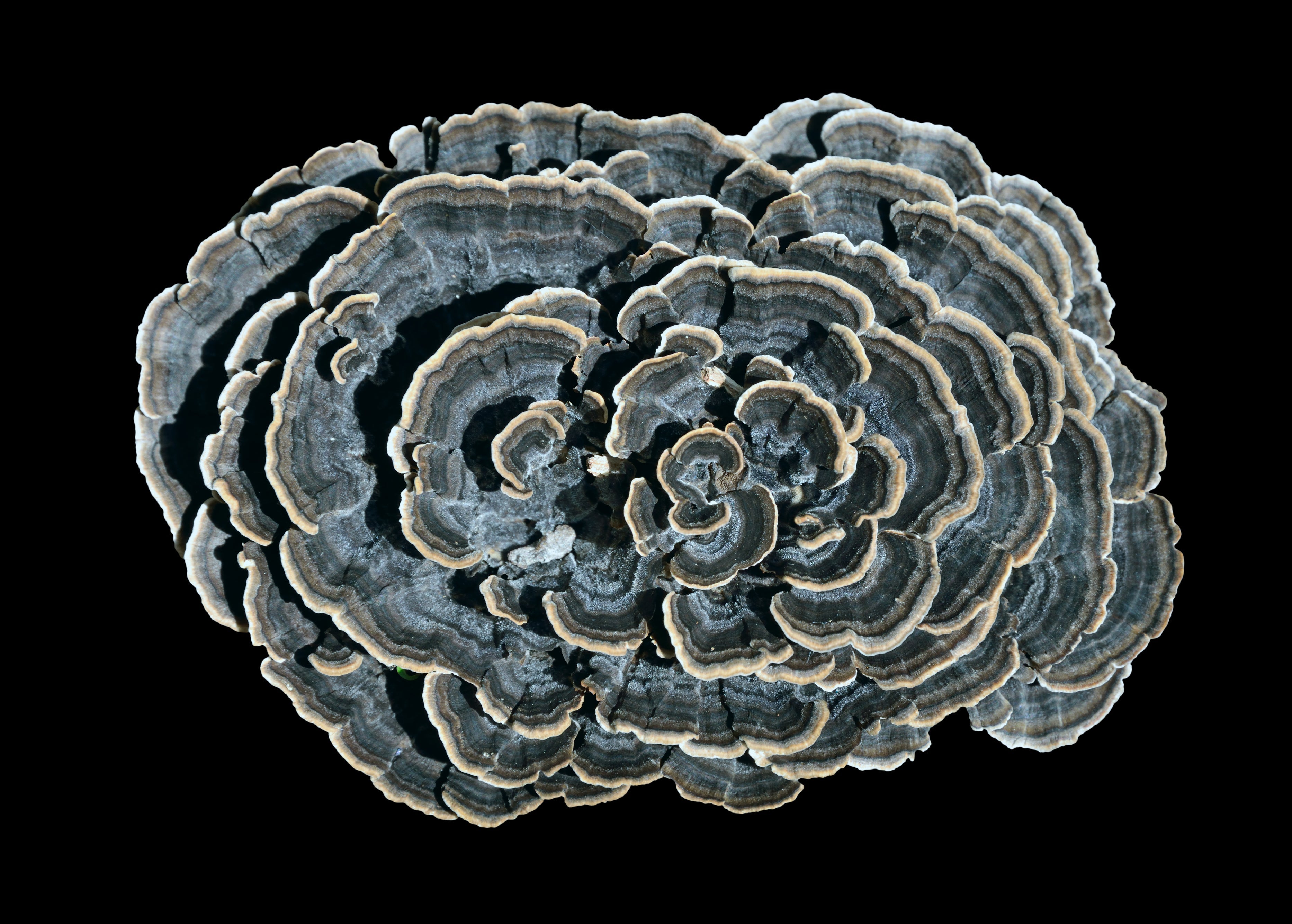Turkey Tail